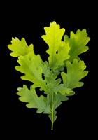 Chêne pédonculé - Rameau avec feuilles (Quercus robur)